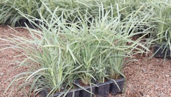 CX-Liriope-1