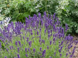 Lavendel