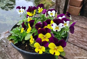 amor-perfeito-viola-wittrockiana-1-8