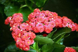 outros_cuidados_para_a_planta_calandiva_29185_3_600